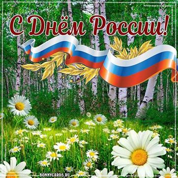 Душевная открытка с березками и полем ромашек на День России