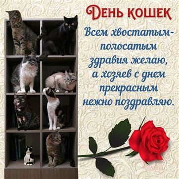Креативная открытка с котами на полках на День кошек