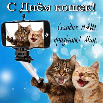 Смешная открытка с котами с телефоном на День кошек