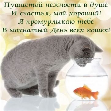 Забавная открытка с котом и золотой рыбкой на День кошек