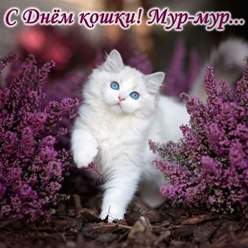 Трогательная открытка с белым котом в цветах на День кошек