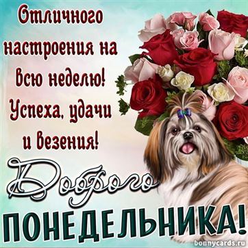 Отличная открытка с букетом роз и собакой на понедельник