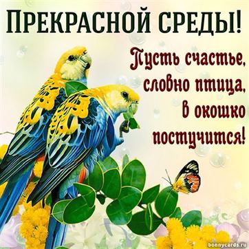 Креативная открытка на среду с попугаями