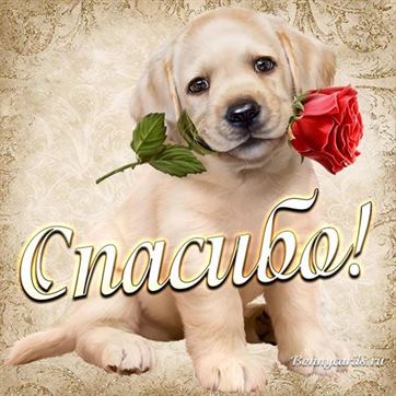 Трогательная открытка спасибо с щенком